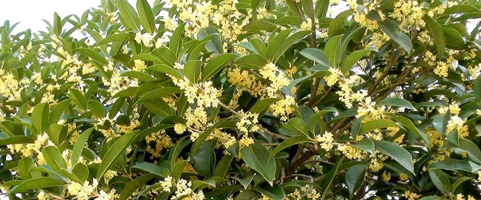 金桂花树的花语之美（金桂花树的花语及其象征意义）