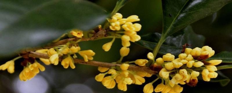 金桂花树的花语之美（金桂花树的花语及其象征意义）