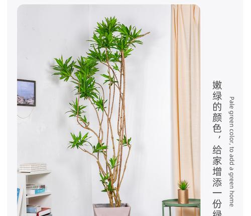 竹之情，金心百合花语（竹中情）