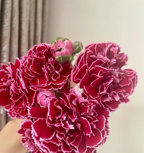 康乃馨花的意义与寓意（康乃馨花传递的情感与价值）