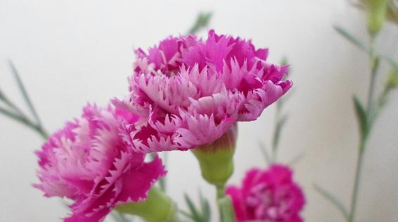 康乃馨花的意义与寓意（康乃馨花传递的情感与价值）