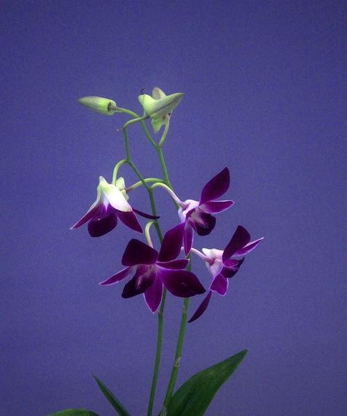 蓝色兰花（寓意深远的蓝色兰花花语与其栽培方法）