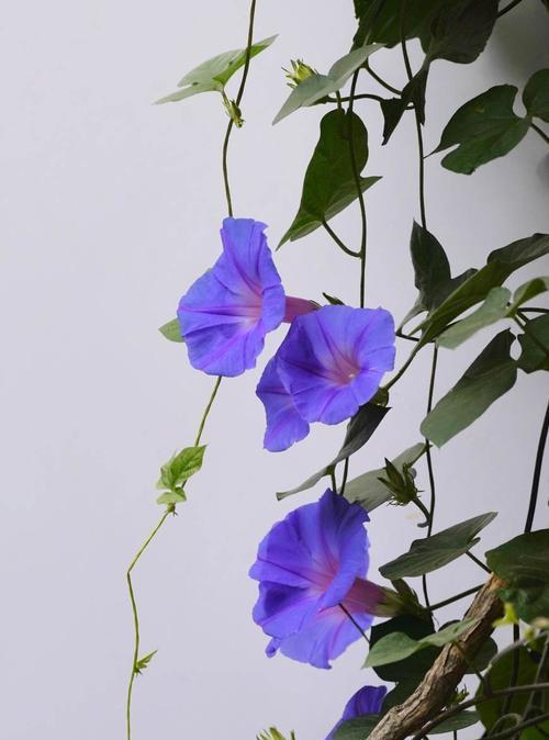 蓝色牵牛花（美丽而神秘的蓝色花海）