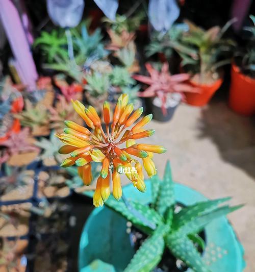 芦荟多肉植物的花语（通过芦荟多肉植物的花语）