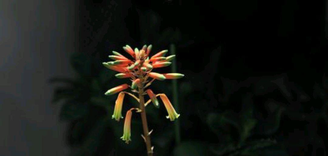 芦荟花的花语与美容功效（揭秘芦荟花的隐含意义及神奇护肤功能）