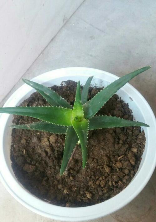 芦荟花语的秘密（揭示芦荟花语的意义与象征）