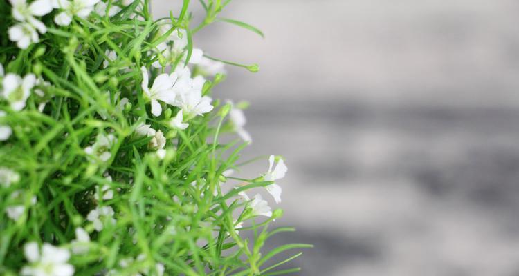 满天星勿忘我花语与爱的坚持（探寻满天星勿忘我花的花语和象征）