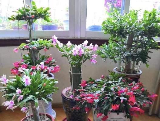 毛蟹爪兰的花语与寓意（探索毛蟹爪兰背后的深意）