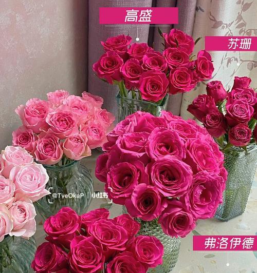玫瑰花的象征意义（探索玫瑰的文化内涵）