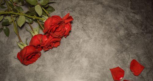 玫瑰花瓣的含义与象征（探寻玫瑰花瓣的深意）