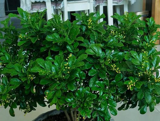 米兰花（探寻米兰花花语的深刻含义）