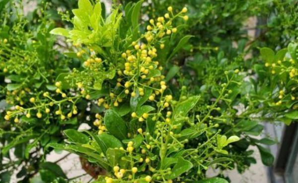 米兰花之花语（探寻米兰花的花语及其意义）