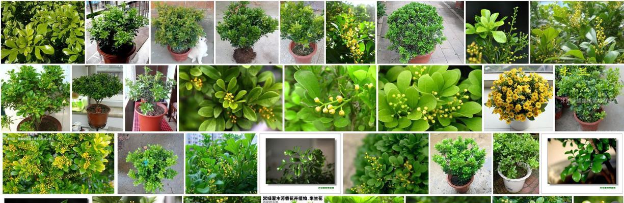 米兰花语（探秘米兰花的花语及其象征意义）