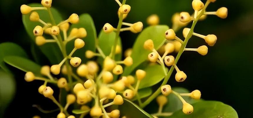 米兰花（探索米兰花的象征意义及其传承之道）