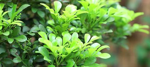 米兰花（探索米兰花的象征意义及其传承之道）