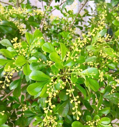 米兰花语之魅力绽放（探秘米兰花语的神秘密码）