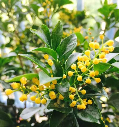 米兰花语（解读米兰花的寓意与表达方式）