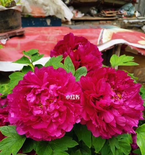 以牡丹开花的寓意与象征（探寻花开背后的深意）