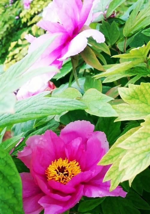 牡丹花语（牡丹花语传递的情感与寓意）