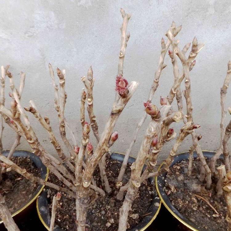 盆栽牡丹的养护与注意事项（让盆栽牡丹在家中绽放绚丽花朵的秘诀）