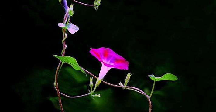 牵牛花的花语与意义（揭开牵牛花的神秘面纱）