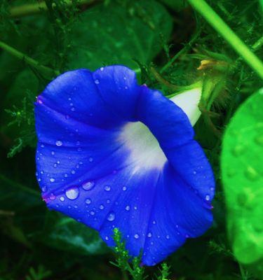 牵牛花（揭开牵牛花背后的浪漫密码）
