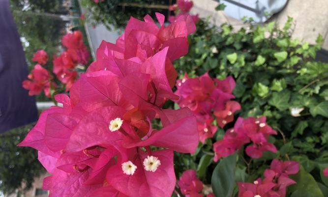 三角梅花语（探究三角梅花语的来历及其在文化传统中的角色）