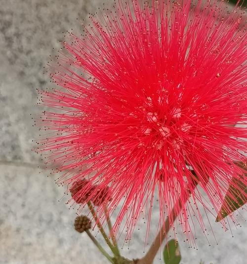 长寿之花——揭秘长寿花的花语与传说（长生不老的植物）