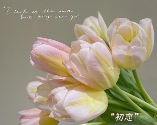 双色郁金香的花语-多彩生命的象征（探寻双色郁金香的深层寓意和心灵启示）