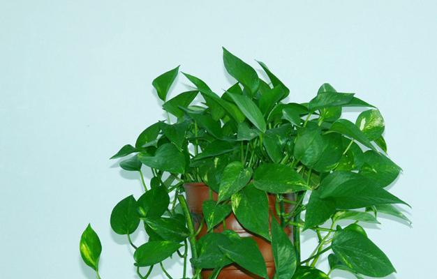 以水培绿萝的花语（探寻绿萝的花语与意义）