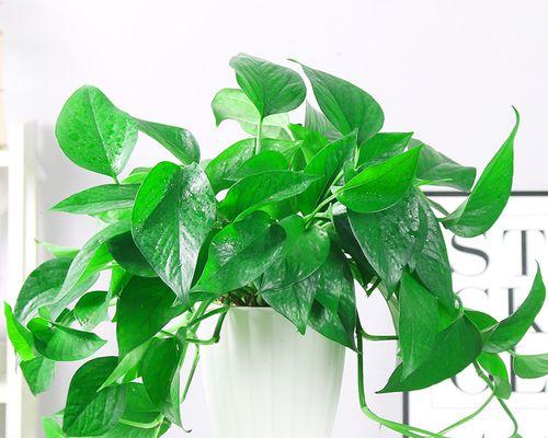 以水培绿萝的花语（探寻绿萝的花语与意义）