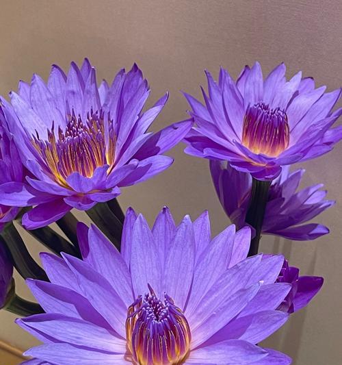 睡莲四字花语-启迪人生（睡莲花语传递的生命智慧）
