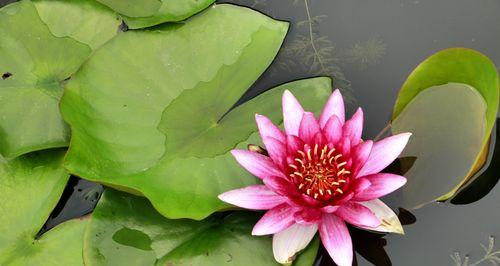 睡莲四字花语-启迪人生（睡莲花语传递的生命智慧）