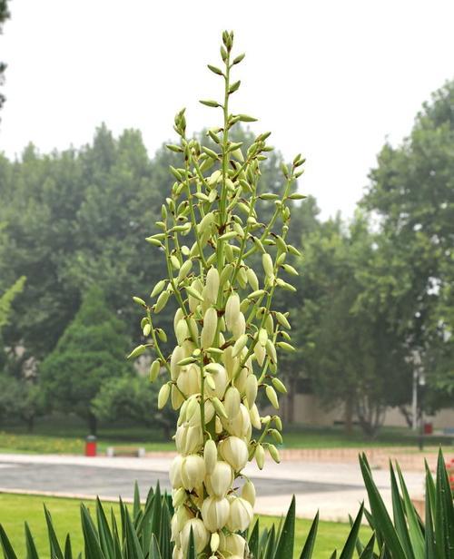 丝兰花语与寓意——美丽的象征与深刻的内涵（探索丝兰花的花语与寓意）