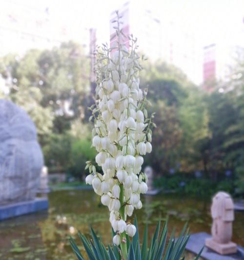 丝兰花语与寓意——美丽的象征与深刻的内涵（探索丝兰花的花语与寓意）
