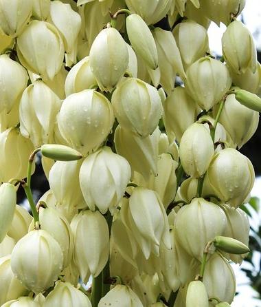 丝兰花语的美丽与寓意（用花语传递爱与祝福的无声语言）