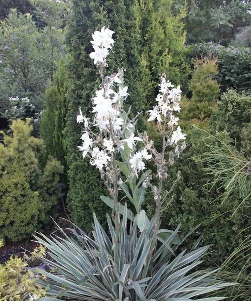 丝兰花语的美丽与寓意（用花语传递爱与祝福的无声语言）