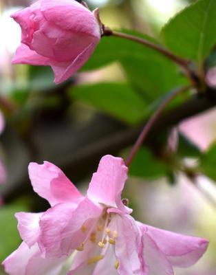 四季海棠花花语（四季海棠花的花语解读及其寓意）