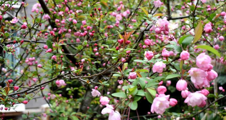 四季海棠花花语（四季海棠花的花语解读及其寓意）