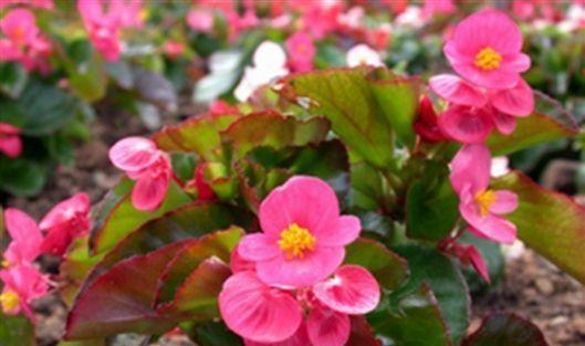 四季海棠花语（四季海棠花开放生命力的象征与意义）