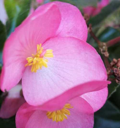 四季海棠花语（四季海棠花开放生命力的象征与意义）