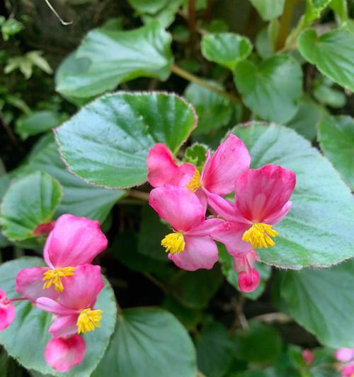 四季秋海棠（秋海棠的花语与象征）