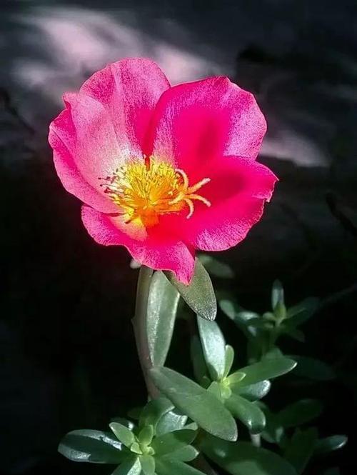 探索以太阳花的特性和花语（以太阳花的生长习性）