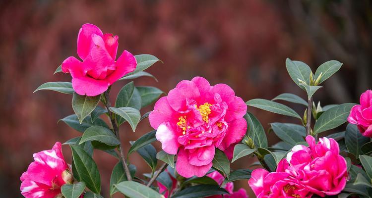 茶花的生长及花期（从种子到绽放）