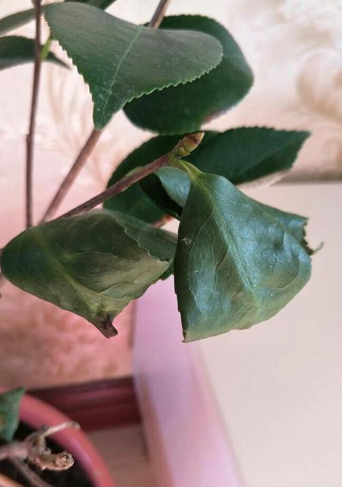 茶花叶尖发黑问题的解决方法（预防茶花叶尖发黑的技巧与注意事项）