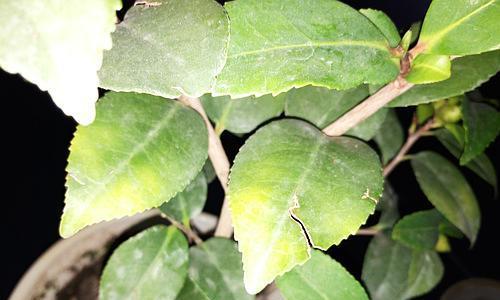 茶花叶子干枯怎么办（教你轻松应对茶花叶子干枯的问题）