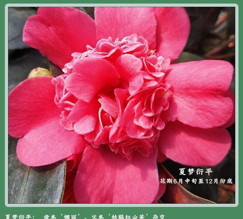茶花生长周期及高度（探究茶花成长之路）