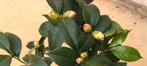 如何养护山茶花，让其绽放美丽花海（专家教你）