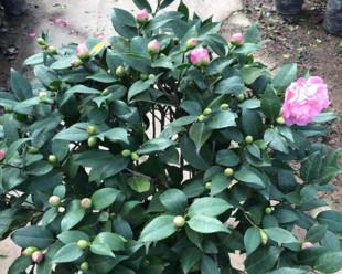 如何养护山茶花，让其绽放美丽花海（专家教你）