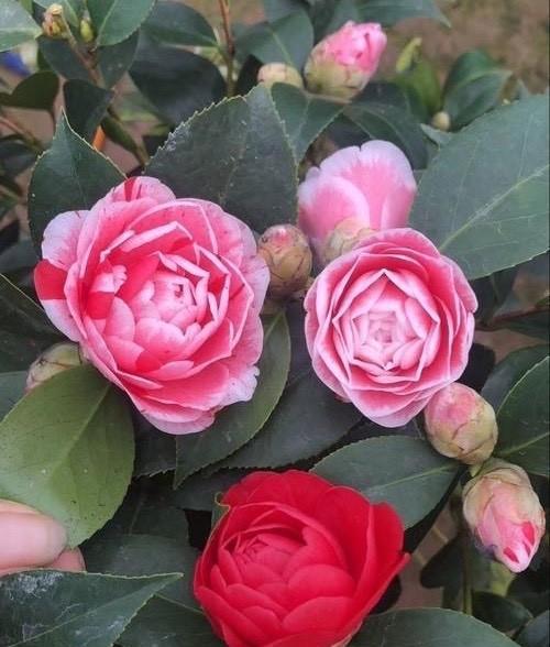 如何养护山茶花，让其绽放美丽花海（专家教你）